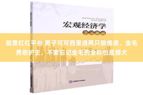 股票杠杠平台 男子可可西里遇两只狼偷袭，金毛勇敢护主，不要忘记金毛的全称也是猎犬